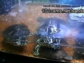 Mostrando meu animal de estimação tartarugas peladas webcams