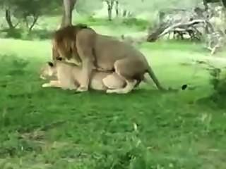 Leoa, seduzindo, leão