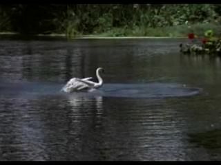 Jorge rivero (a.k.a. george rios) como natação adam