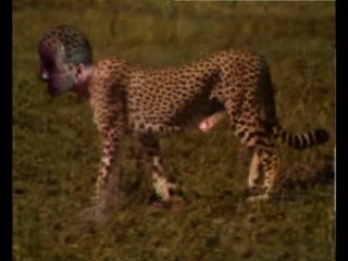 Gepard, cheetah, pornhub, selvagem, gato, vaquinha, wilde, katze, wildkatze, raubtier, nackt