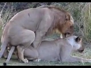 Sexo do leão